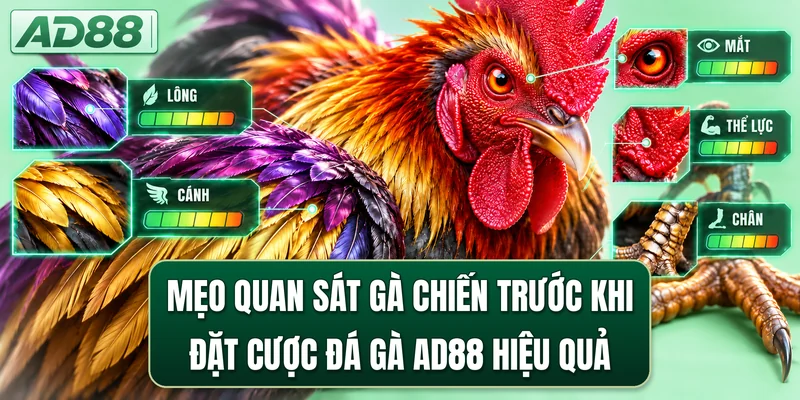 Mẹo quan sát gà chiến trước khi đặt cược đá gà AD88 hiệu quả
